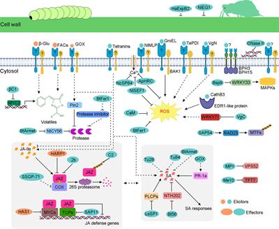 Advances of herbivore-secreted elicitors and effectors in plant-insect interactions